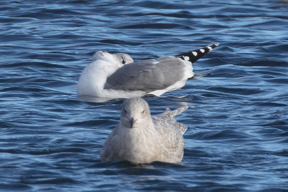 California Gull - ML646859666