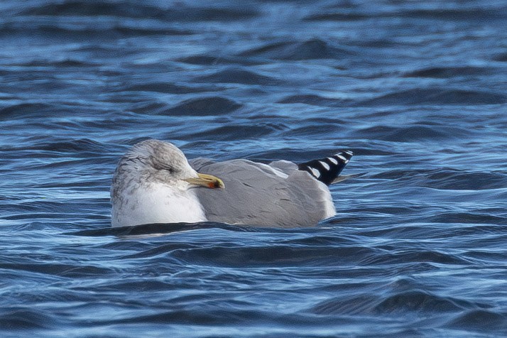 California Gull - ML646859667