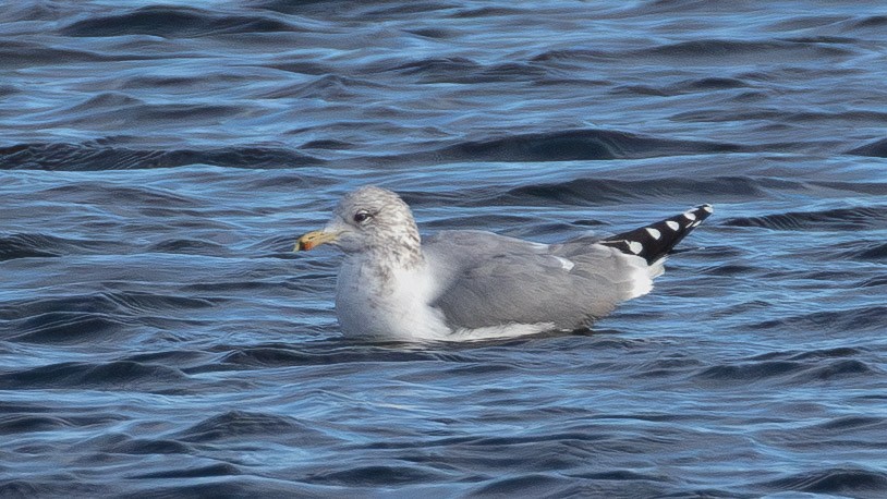 California Gull - ML646859668