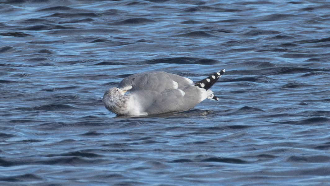 California Gull - ML646859669