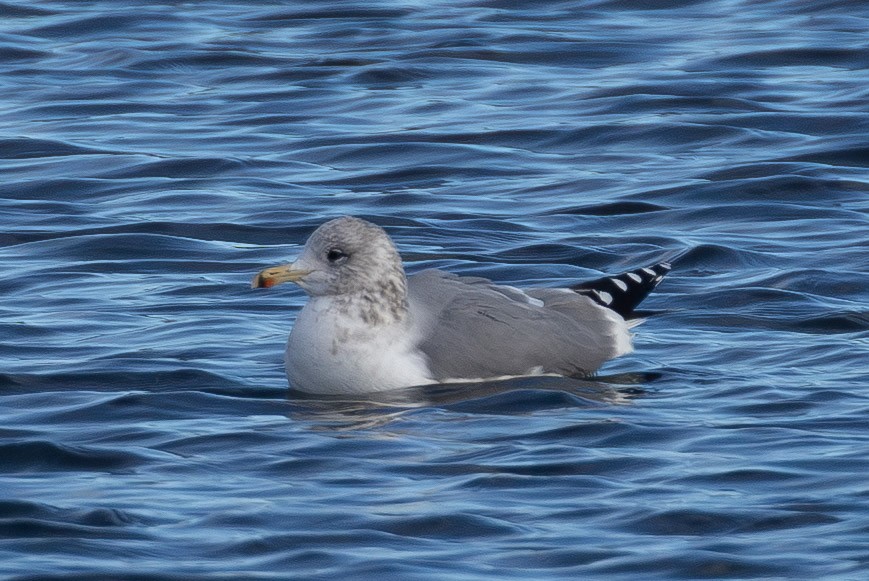 California Gull - ML646859670