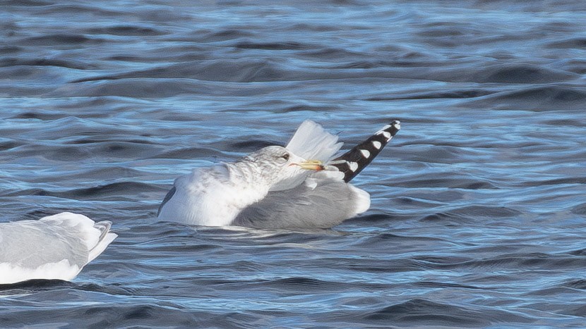 California Gull - ML646859671