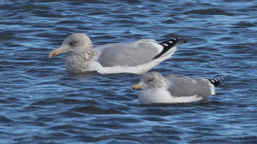 California Gull - ML646859672