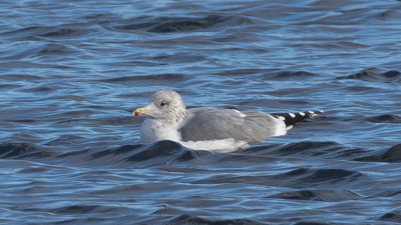 California Gull - ML646859673
