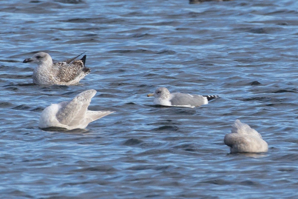 California Gull - ML646859674