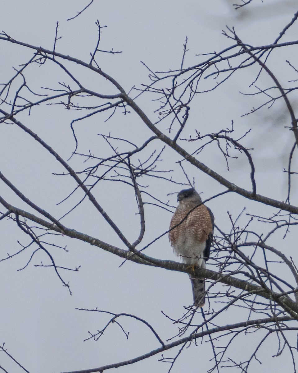 Rundschwanzhabicht - ML646859675