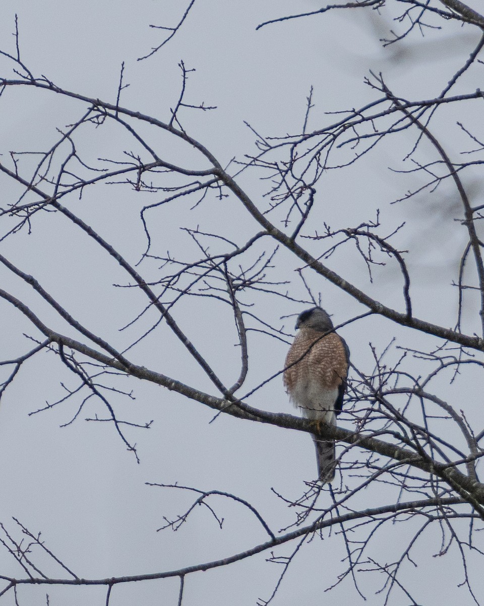 Rundschwanzhabicht - ML646859676