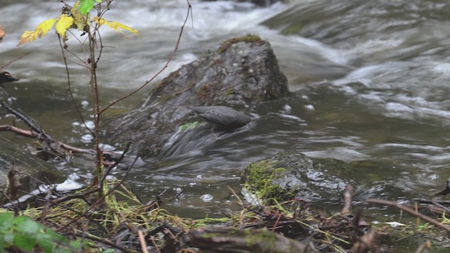 American Dipper - ML646859677