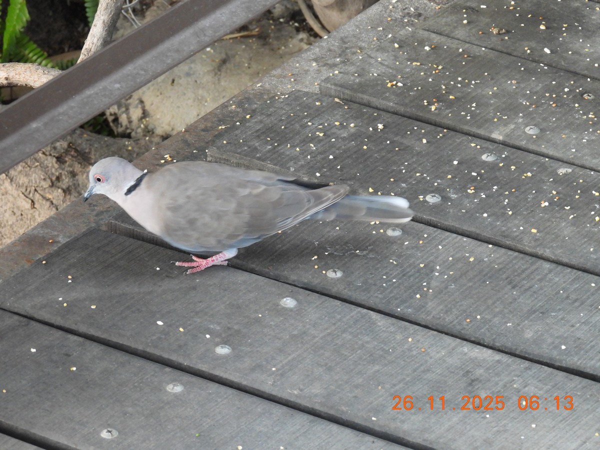 Mourning Collared-Dove - ML646859678