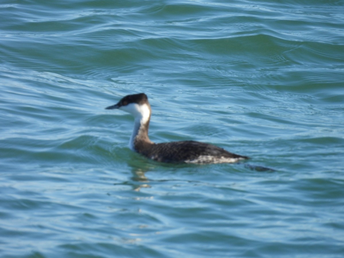 Horned Grebe - ML646859684