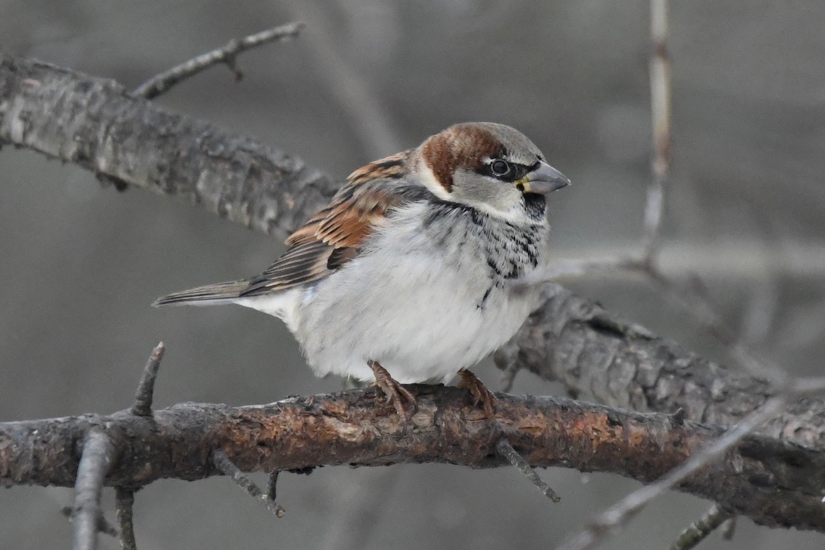 イエスズメ - ML646859685