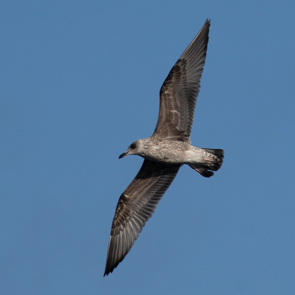 Lesser Black-backed Gull - ML646859687