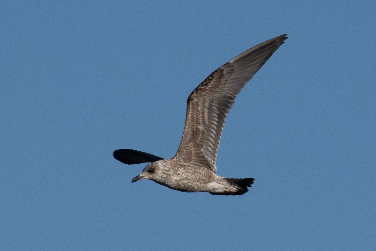 Lesser Black-backed Gull - ML646859688
