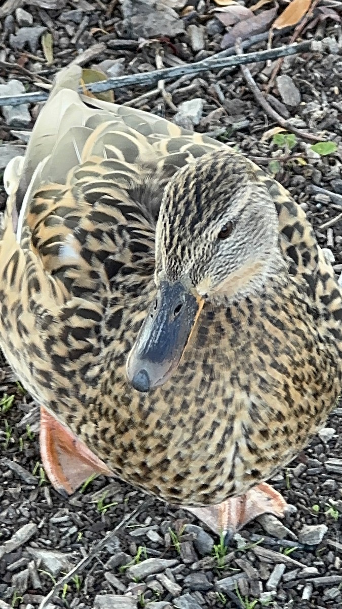 Mallard - ML646859694