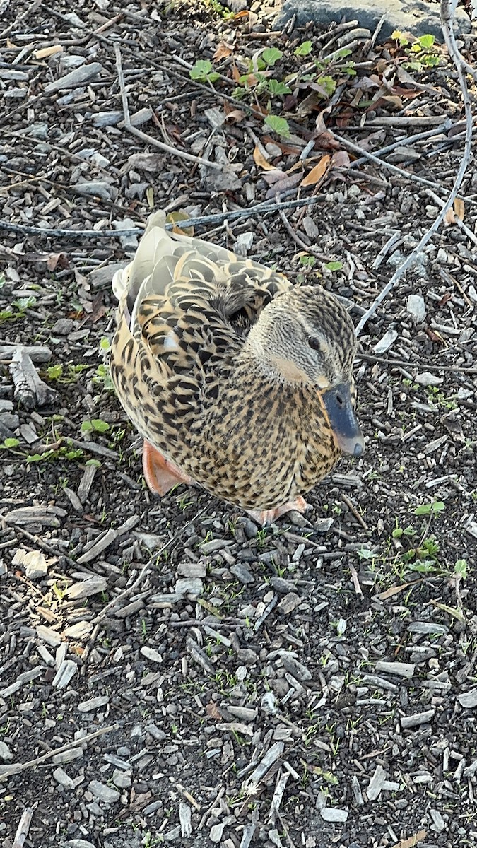 Mallard - ML646859695