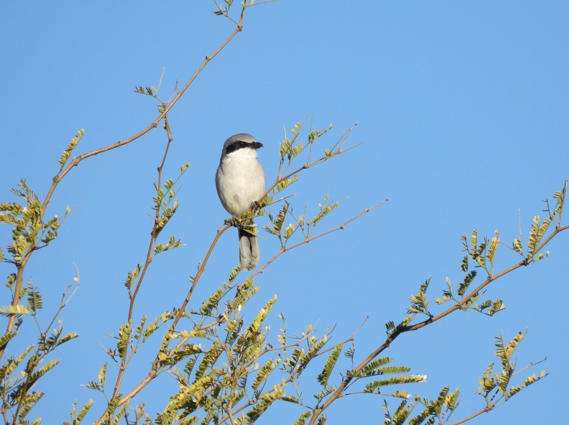 Loggerhead Shrike - ML646859696