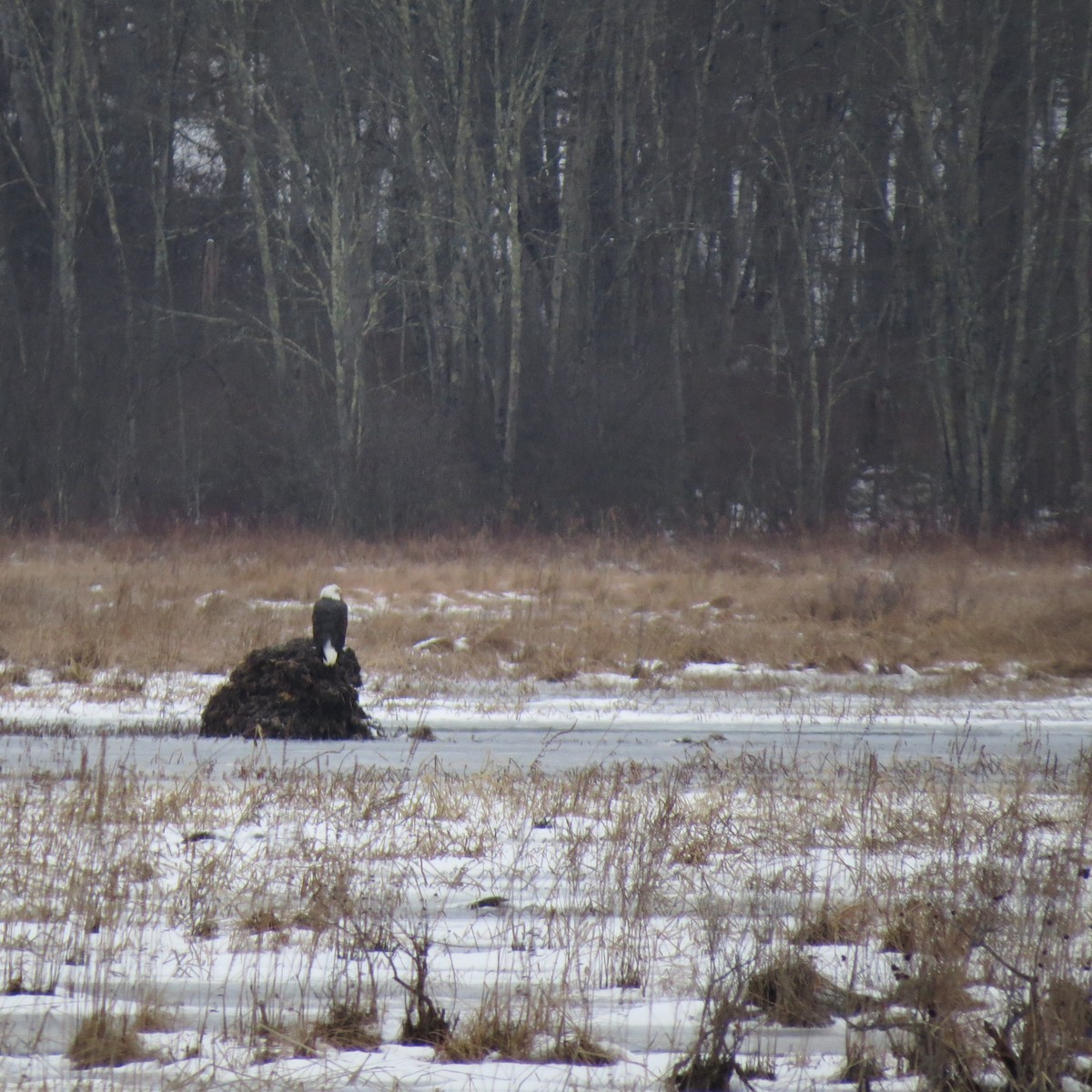 hvithodehavørn - ML646859697