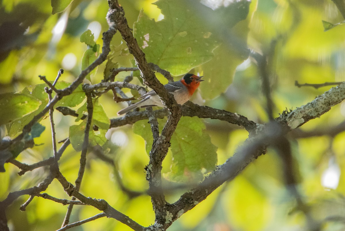 Reinita Carirroja - ML646859698