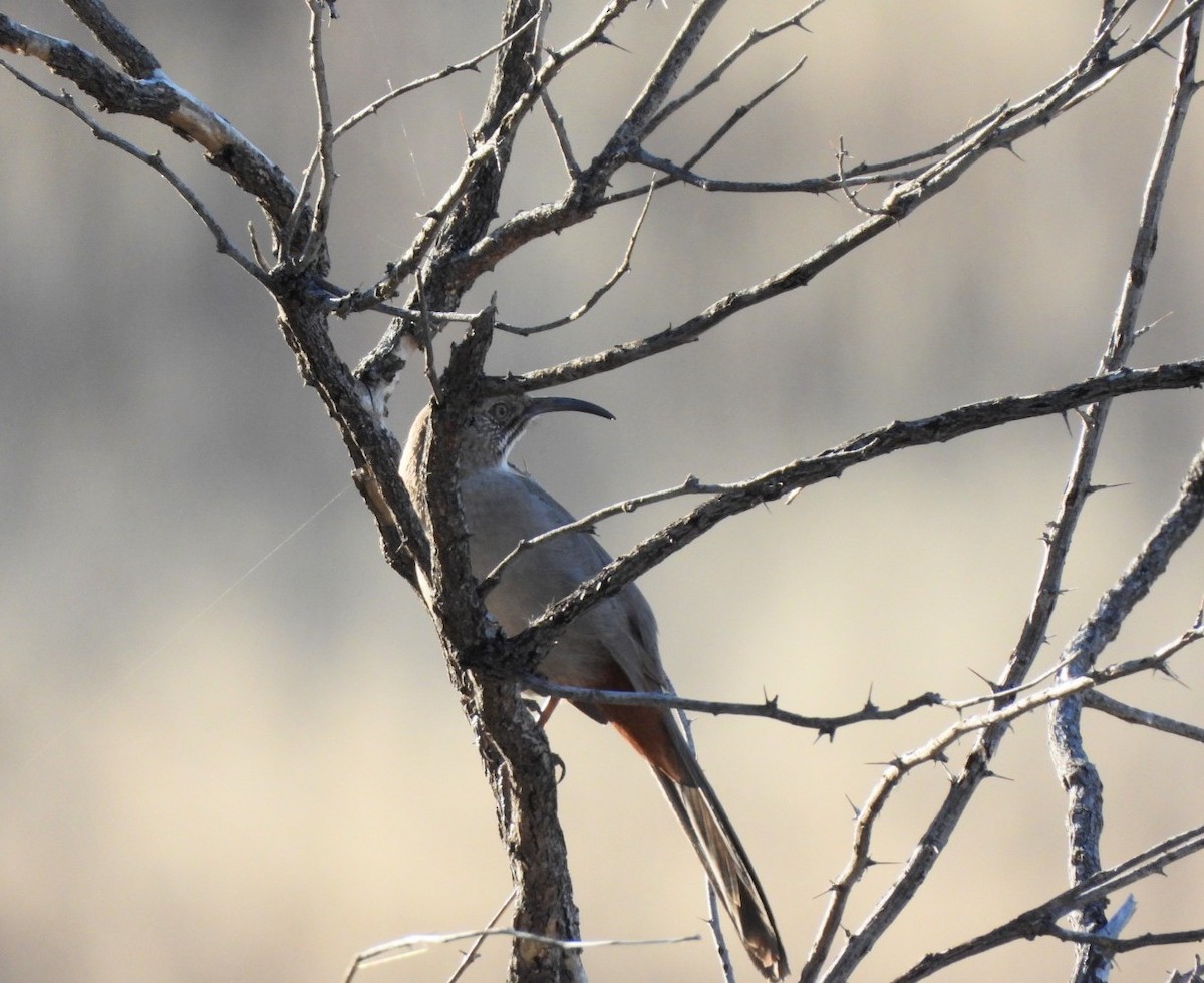 Crissal Thrasher - ML646859701