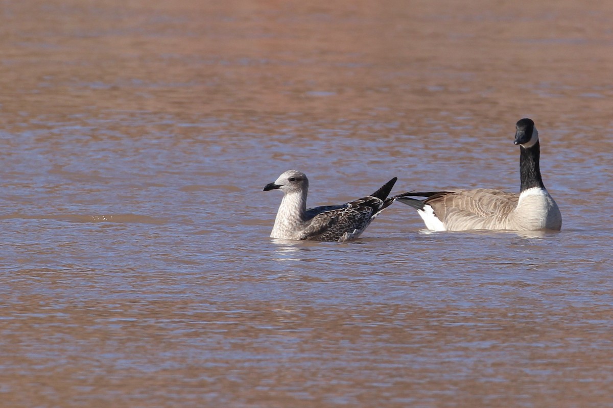 Heringsmöwe - ML646859702