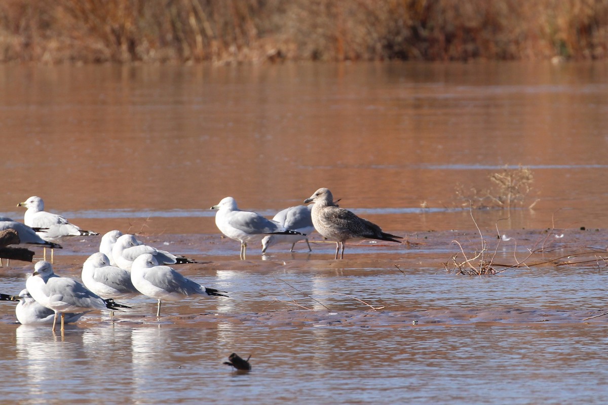 Heringsmöwe - ML646859703