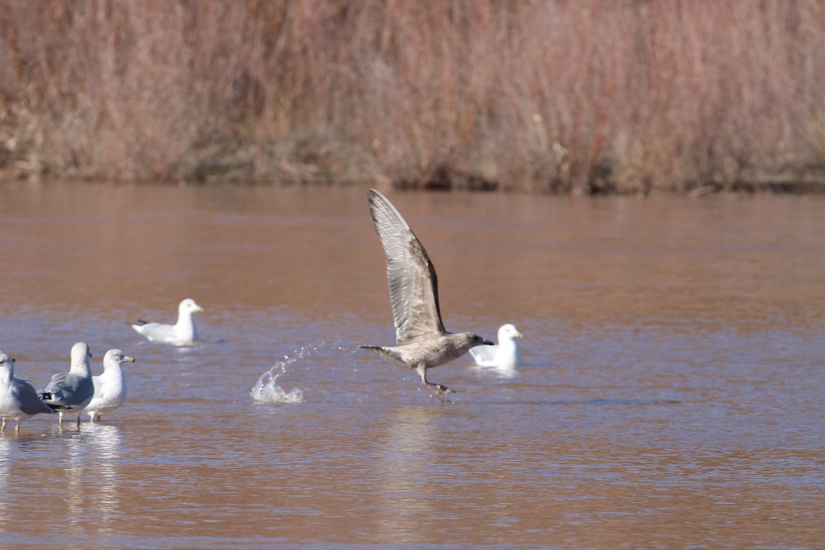 Heringsmöwe - ML646859704