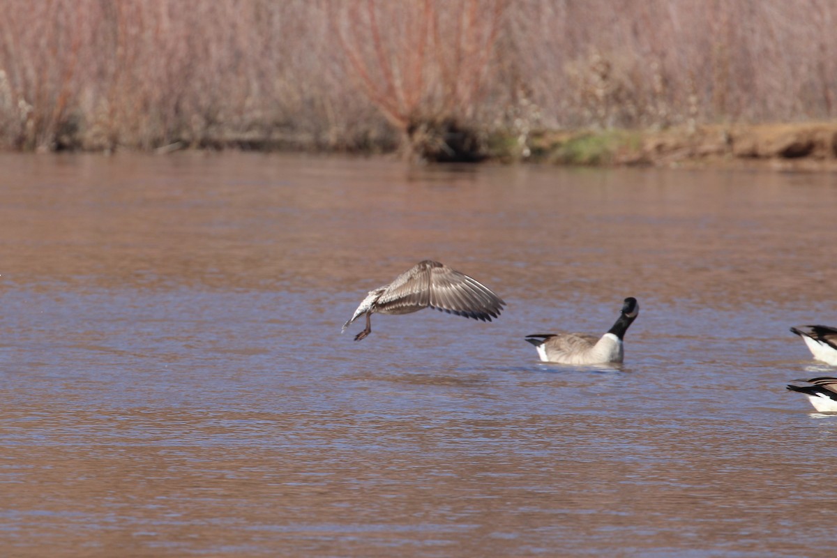 Heringsmöwe - ML646859705