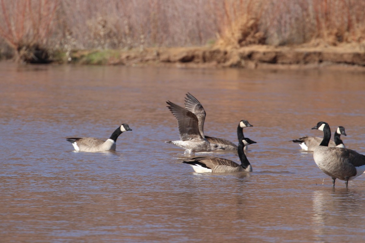 Heringsmöwe - ML646859706