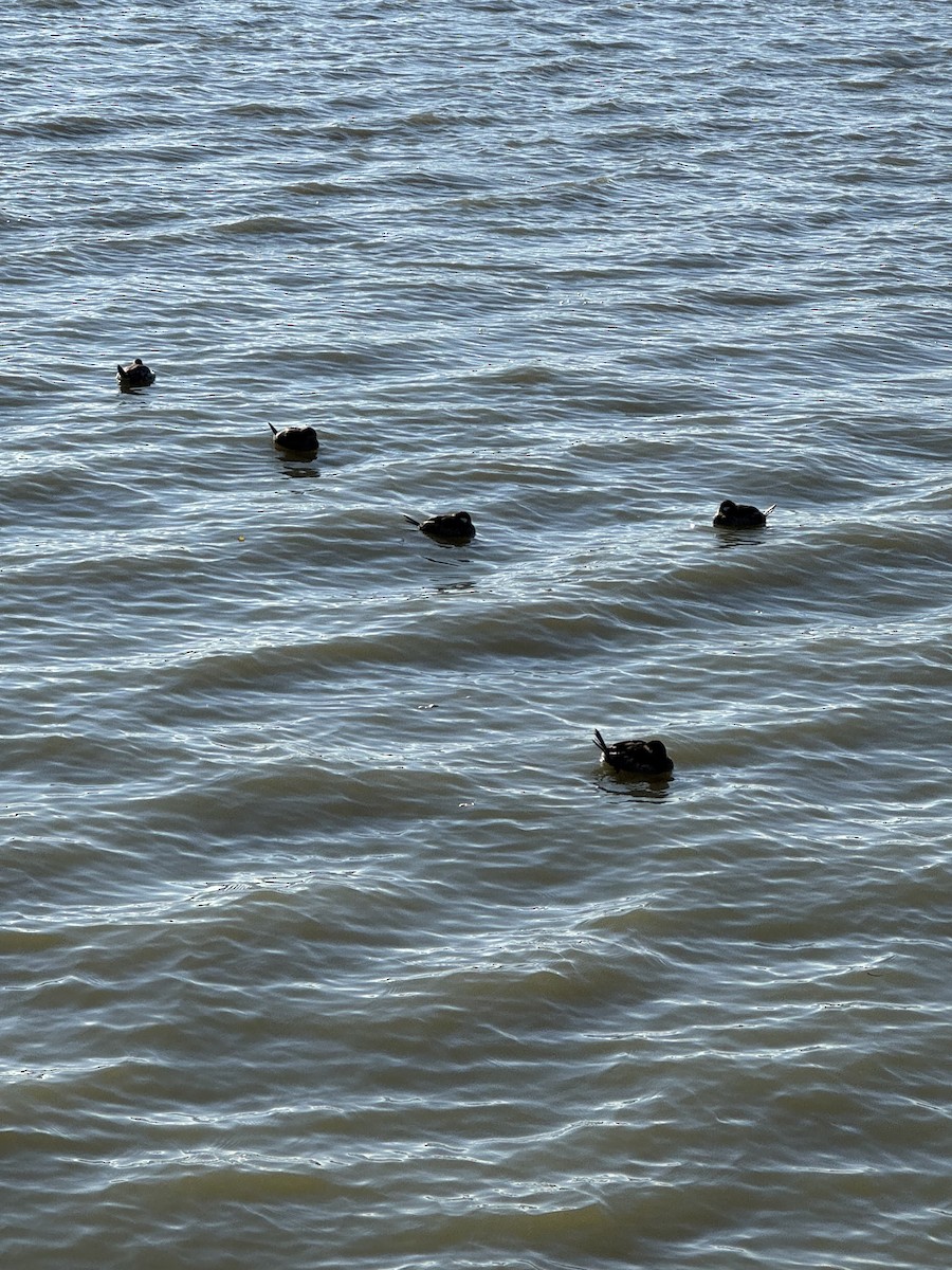 Ruddy Duck - ML646859707
