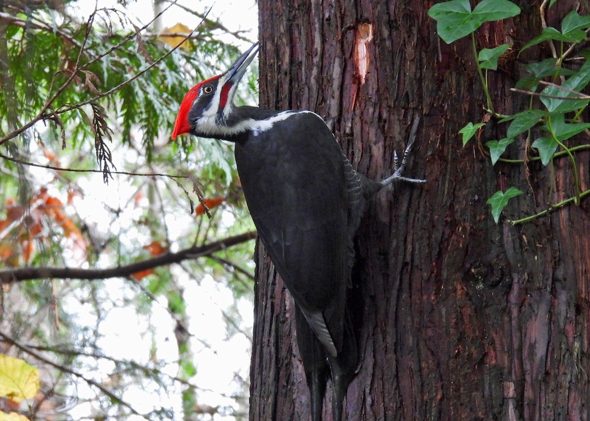 datel chocholatý - ML646859708