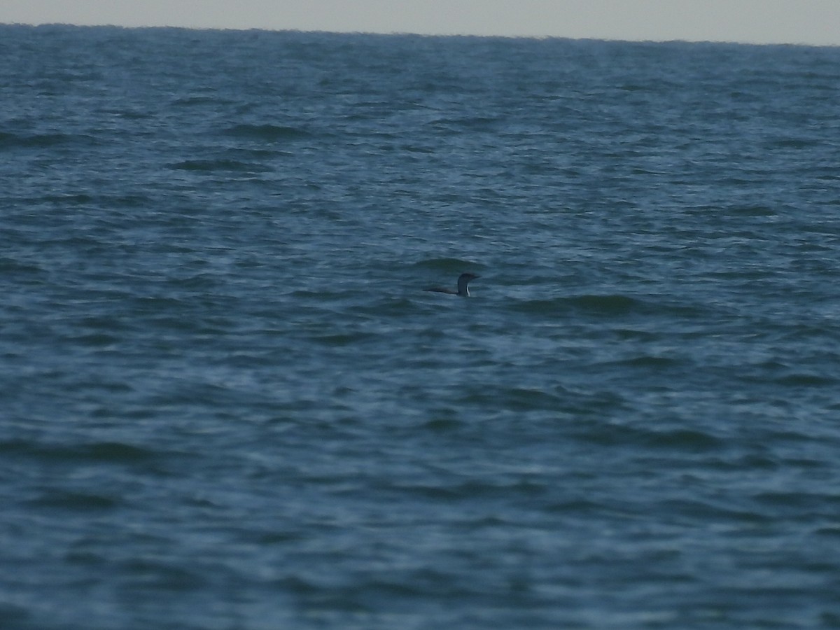 Red-throated Loon - ML646859711