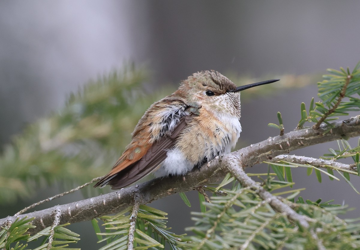 Rufous Hummingbird - ML646859716