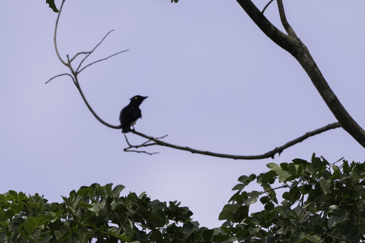 Haubenvanga - ML646859717