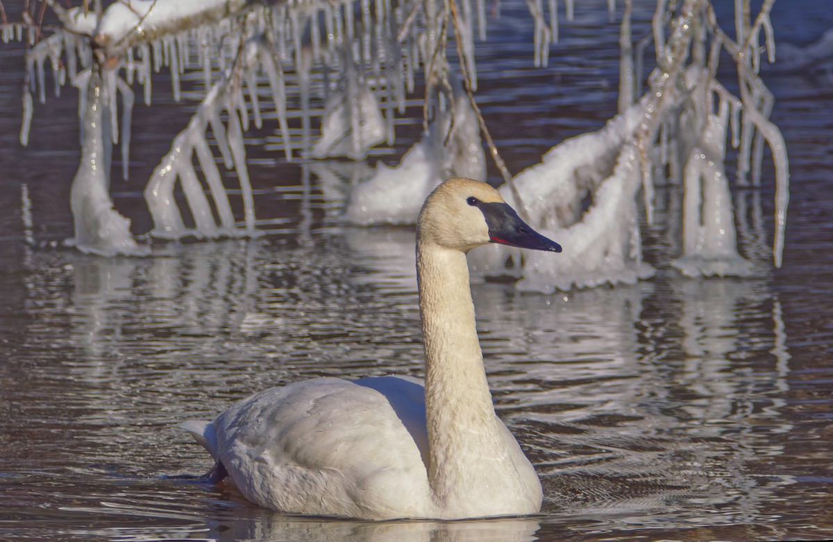 Trumpeter Swan - ML646859718