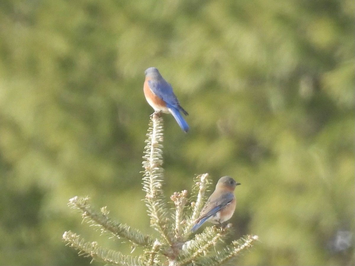 Azulejo Oriental - ML646859721