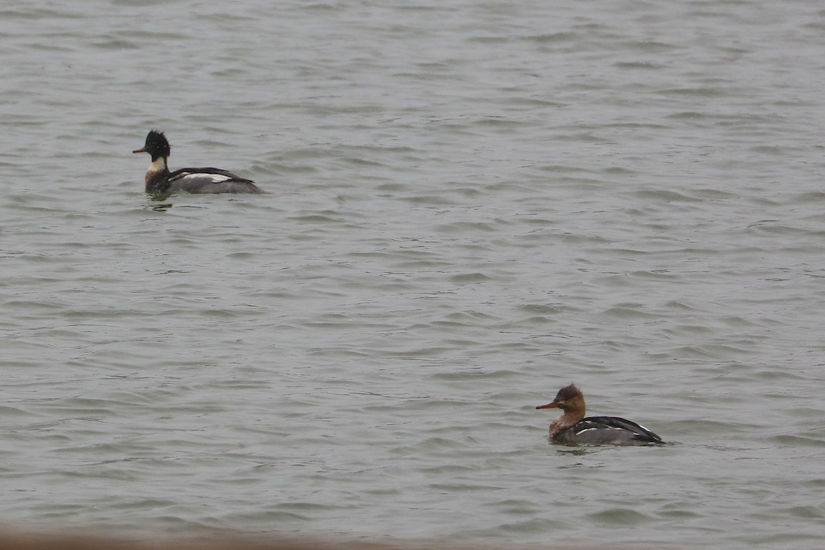 Red-breasted Merganser - ML646859725