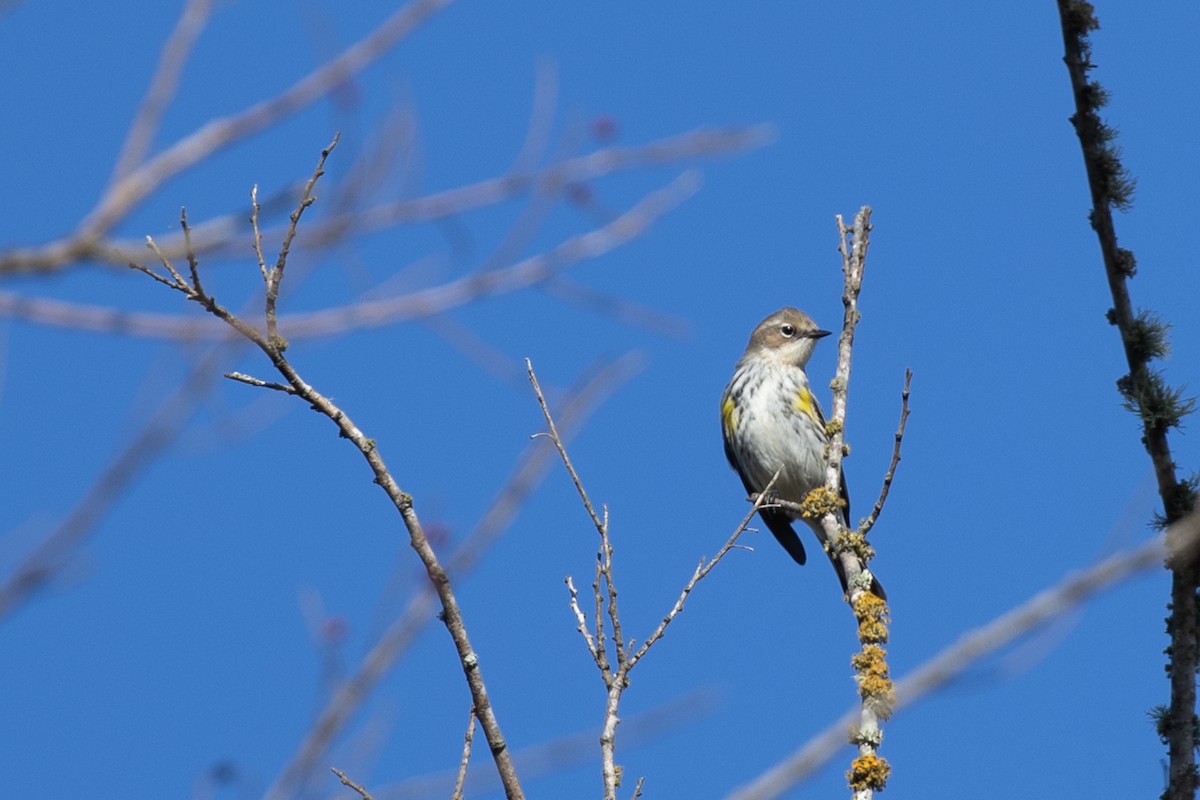 lesňáček žlutoskvrnný - ML646859726