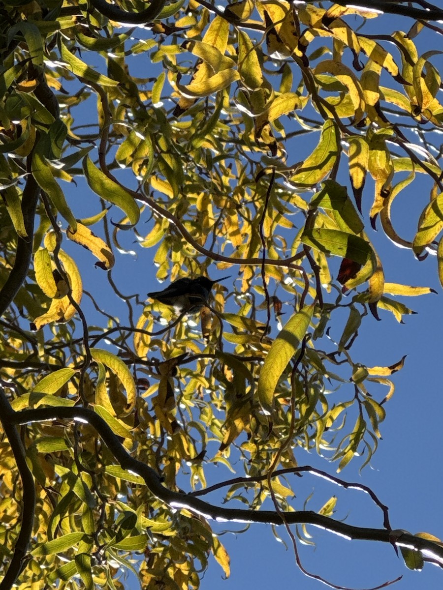 Anna's Hummingbird - ML646859727