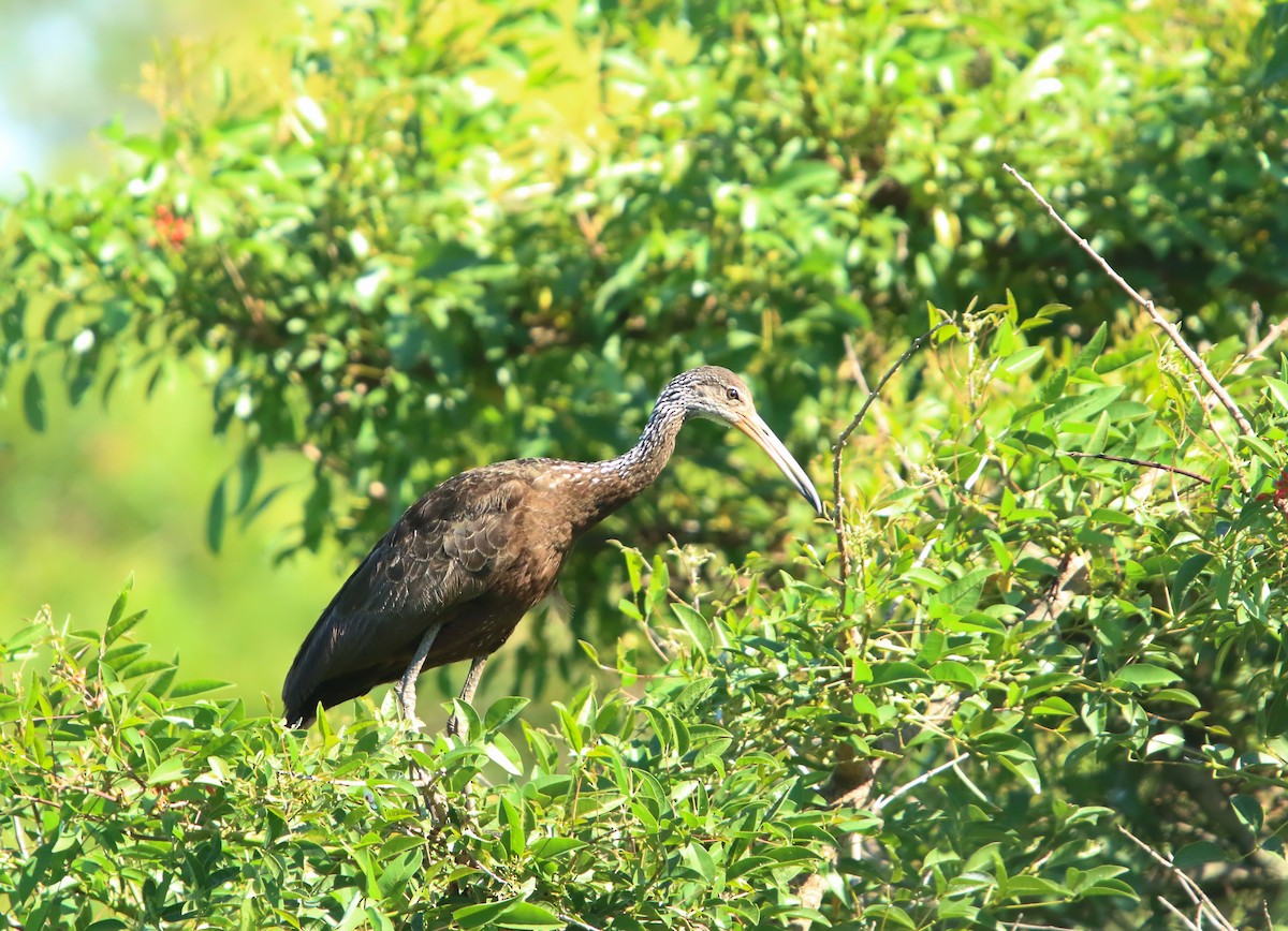 kurlan chřástalovitý - ML646859728