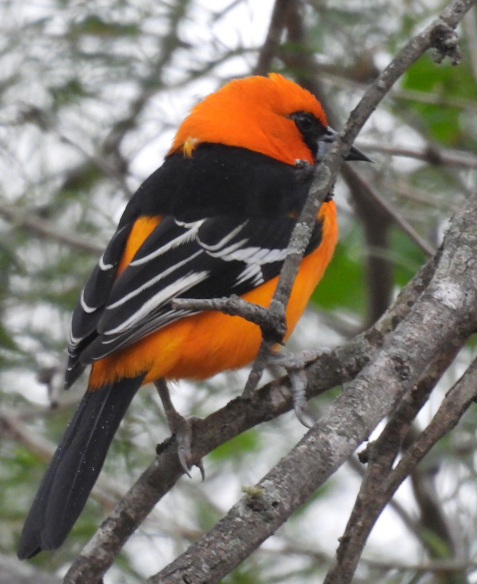Altamira Oriole - ML646859729