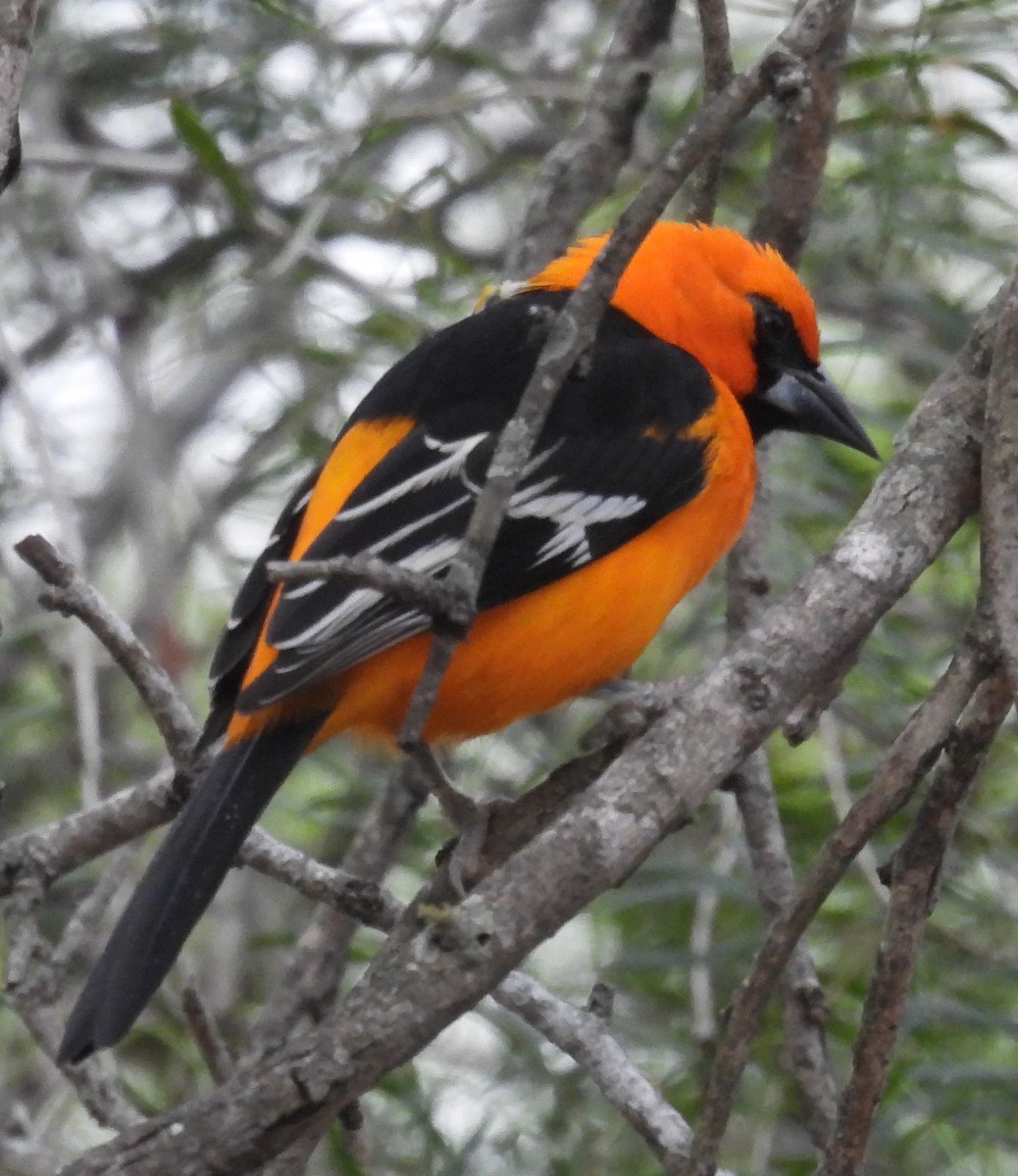 Altamira Oriole - ML646859730