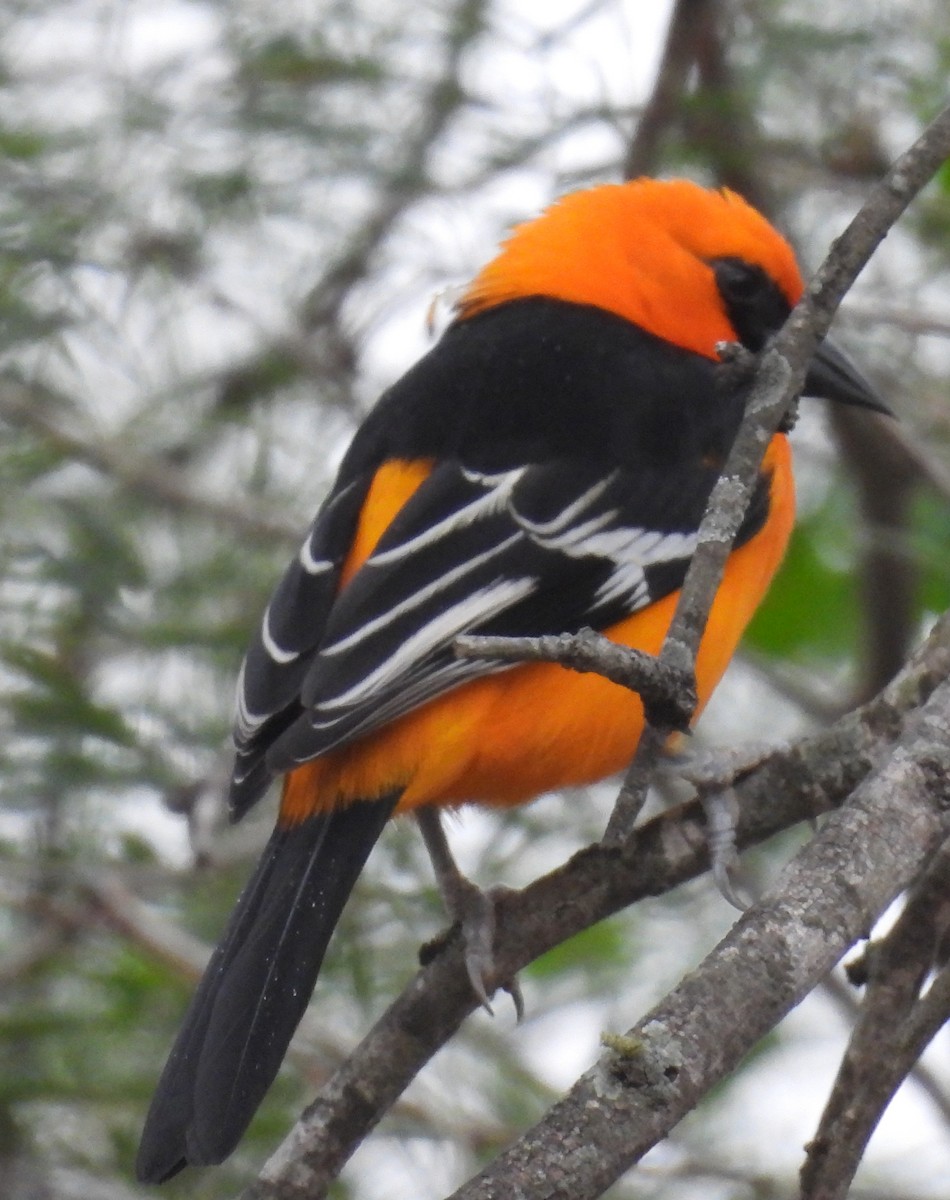Altamira Oriole - ML646859731