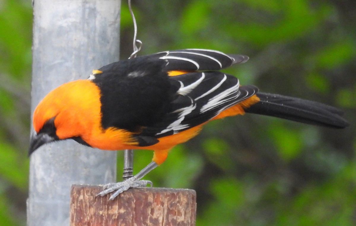 Altamira Oriole - ML646859732
