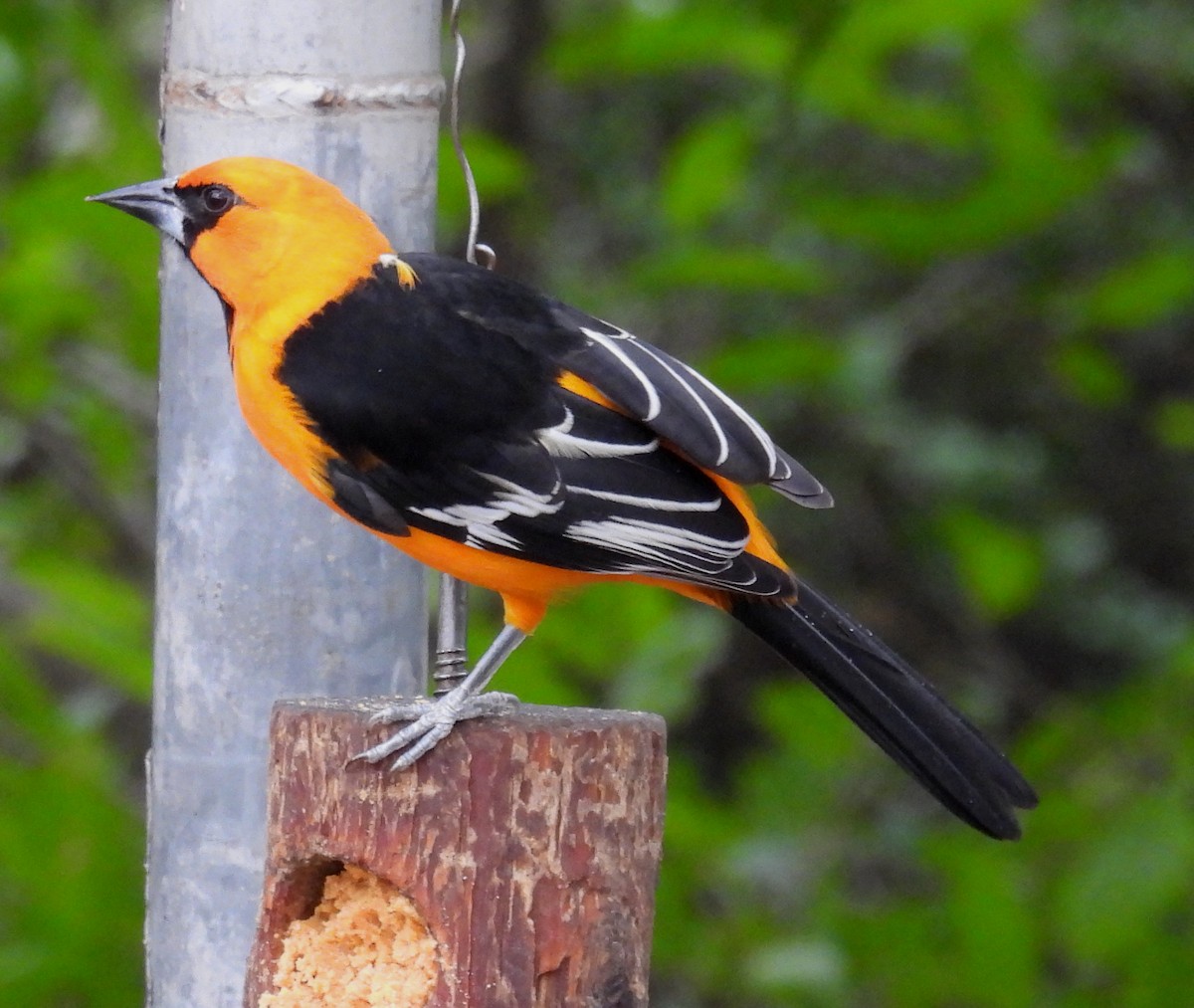 Altamira Oriole - ML646859733