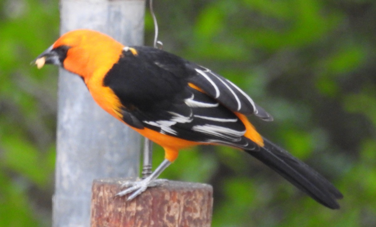 Altamira Oriole - ML646859734