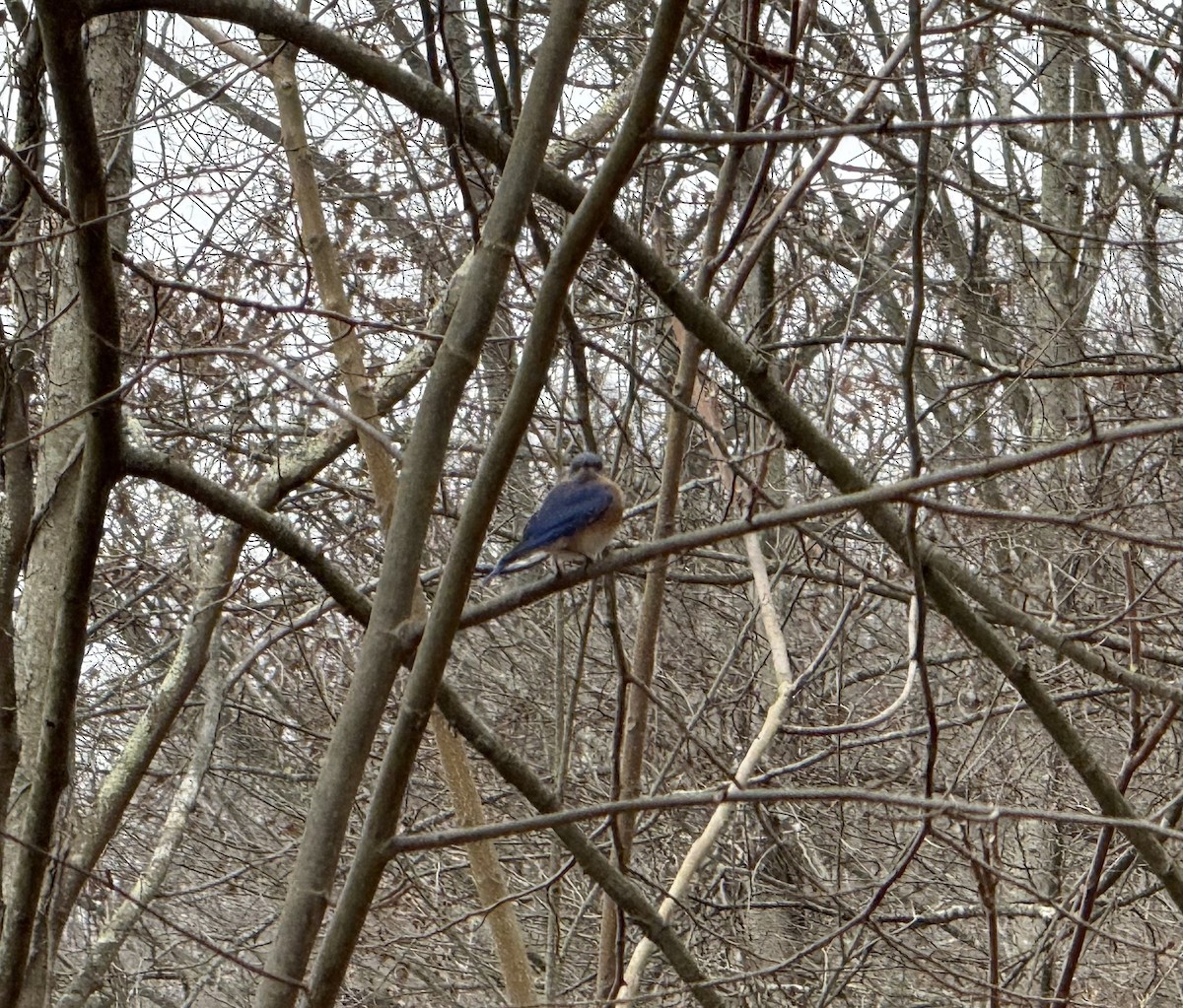 Azulejo Oriental - ML646859735