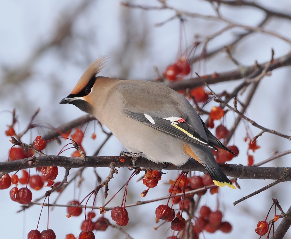 Ampelis Europeo - ML646859736