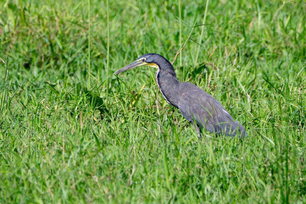 Meksika Kaplan Balıkçılı - ML646859741