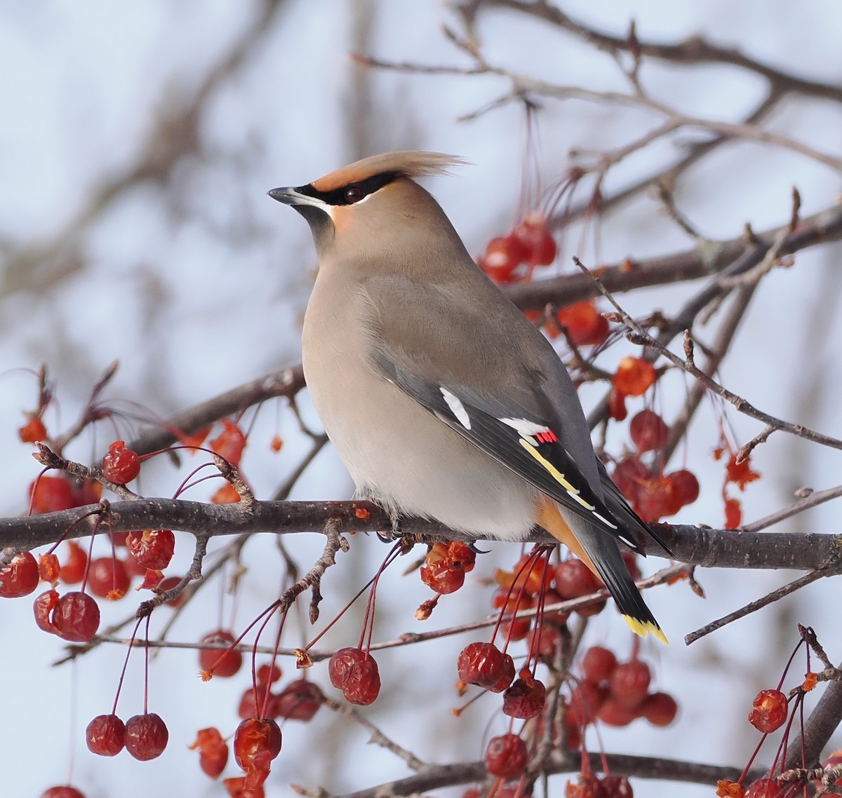 Ampelis Europeo - ML646859742