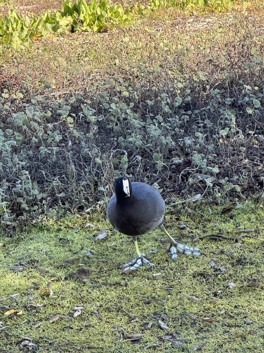 American Coot - ML646859744